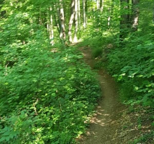 25 km de VTT de Cramant - Cramant - 5