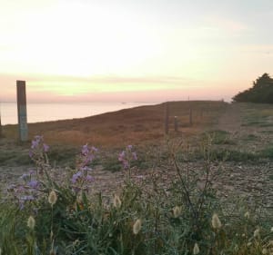 Sentier entre mer et forêt depuis la plage de la Braie - Notre-Dame-de-Monts - 3