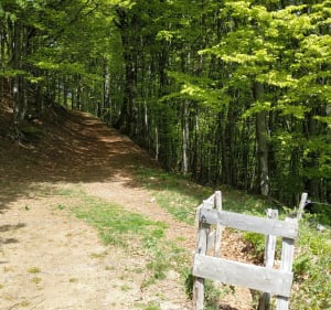 Route langs de Rothenbachkopf - Wildenstein - 5