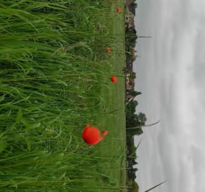 GR128 autour de Bailleul - Bailleul - 3