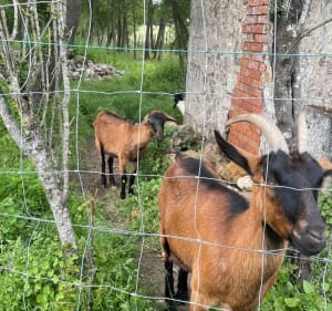 Sentier des chèvres vers Savonnières - Savonnières - 3