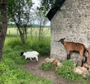 Sentier des chèvres vers Savonnières - Savonnières - 4