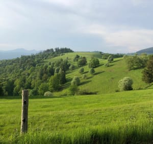 Balade en VTT à Bellefosse, pâturages et sous-bois - Bellefosse - 3