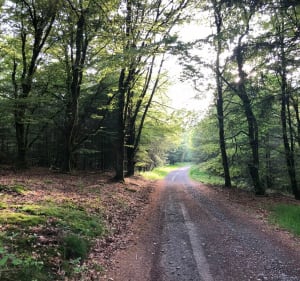 Balade en VTT à Bellefosse, pâturages et sous-bois - Bellefosse - 4