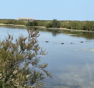 Autour du Fier d’Ars et la Marais d'Eloi à vélo - Loix - 3