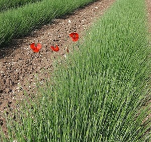 Plongeon dans la nature à vélo depuis Apt - Apt - 3