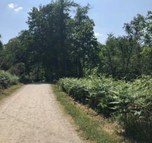 Bocage et bois de l’Epau - Le Mans - 3