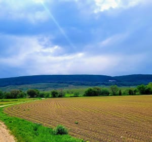 Circuit entre vigne et forêts vers notre Dame du SCHAUENBERG - Thierry - 5