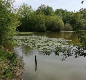Du ravin de Pihem aux étangs de Landes - Wizernes - 4