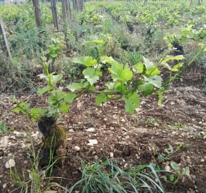 Marsannay-la-Côte, entre Vignes et Forêt par les Portes - Couchey - 4