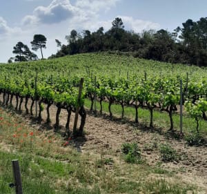 Entre vestiges et forêt à Figanières - Figanières - 5