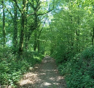 Sortie nature dans le Mortainais par la Roche Grise - Romagny-Fontenay - 5