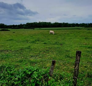 Balade à vélo dans la plaine du Forez - Veauche - 3