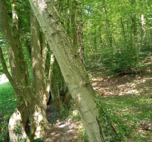 Belle ballade autour de la Chapelle aux Pots - Lachapelle-aux-Pots - 3