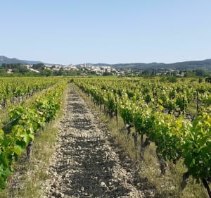 Boucle à vélo, dans les vignes entre Mazan et Carpentras - Caromb - 3