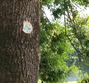 Le long de la Vilaine : Coccinelle, où es tu cachée ? - Guipry-Messac - 5