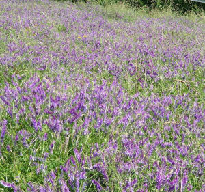 Courir autour de Roussillon - Salaise-sur-Sanne - 5