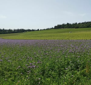 Entre Rully Aluze et Mercurey Départ de la forêt de Farges - Farges-lès-Chalon - 3