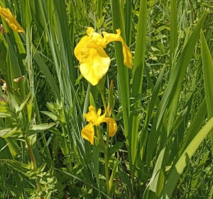 A Travers Bois et Campagne à Mézidon-Canon - Mézidon Vallée d'Auge - 3