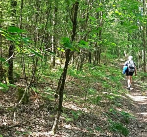 Belle balade ds  forêt domaniale du Perche et de la Trappe - Tourouvre au Perche - 3