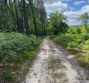 Belle marche sous le soleil par l'Hommedaire - Saint-Mars-d'Outillé - 3