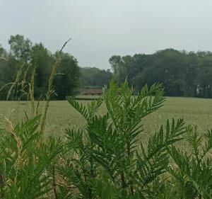 Balade jusqu'au belvédère - Rosny-sur-Seine - 4