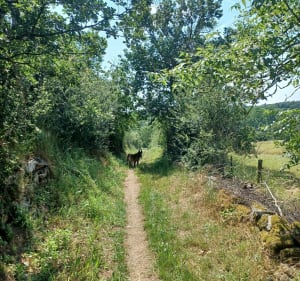 Boucle autour du village de Quintenas par Le Vignet et Petit Chizaret - Quintenas - 4