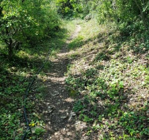 Chemin de l'Echaudun aux alentour de Rochemaure - Rochemaure - 5