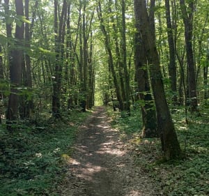 Balade dans les champs et forêt de l'Hautil - Jouy-le-Moutier - 3