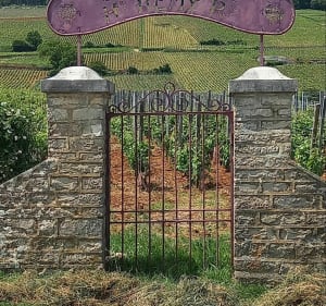 De Marsannay-la-Côte à Nuits St Georges par les vignes - Marsannay-la-Côte - 3