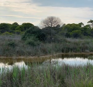 Jolie balade à VTC aux alentours de Port Camargue - Le Grau-du-Roi - 4