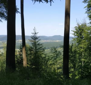 Entre Lembach et Pfaffenbronn - Jean-François - 3