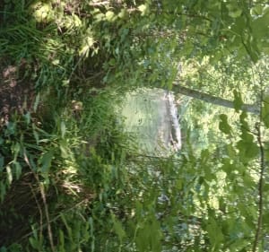 Entre rivières et chemins autour des Valayans et Althen - Entraigues-sur-la-Sorgue - 3