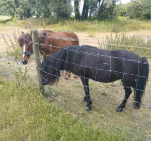 Ferme des Aigrettes Marck - Calais - 4