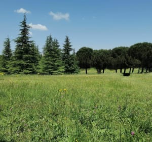 Entre Ramonville et Pouvourville - Ramonville-Saint-Agne - 5