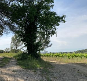 VTT / Gravel autour de Sommières, Congenies et Salinelles - Sommières - 4