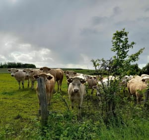 Balade au Mont-Guérin - Frasne-les-Meulières - 5