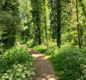 A travers les marais et le Terril en sous bois jusque Gosnay à vélo - Fouquières-lès-Béthune - 4