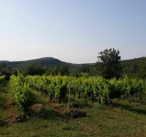 Grande boucle de Saint Montan - Larnas - Ellieux - Saint-Montan - 3