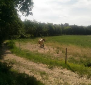 Balade dans la forêt de St Cannat - Saint-Cannat - 5