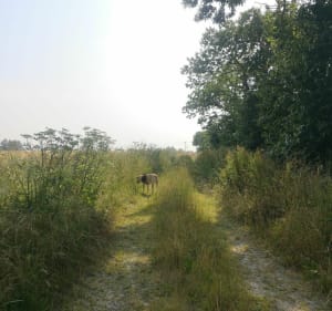 Campagne Mauronnaise - Mauron - 3
