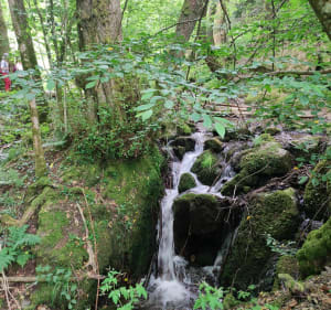 Sortie à la cascade Moosch - Moosch - 5