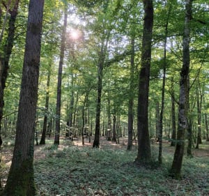 Petite sortie VTT entre sous bois, verger et route - Saint-Éloy-de-Gy - 4