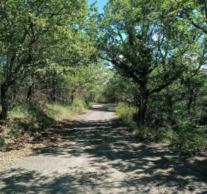 Sur la route forestière de Congebiau, par les Teissonnières - Mickaël - 5