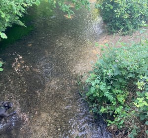 Le Marais de  Sans Fond - Fénay - 3