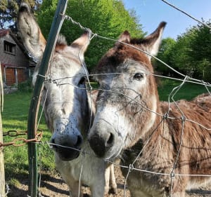 Le sentier du Loup - Berlencourt-le-Cauroy - 4