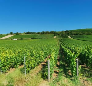 Montgueux - Torvilliers - Macey - Macey - 5