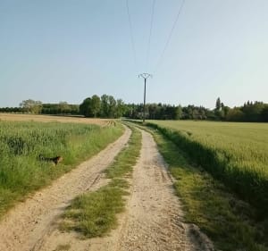 Balade ferme du bois de Boneuil - Muille-Villette - 4