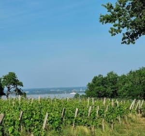 Balade autour de Blaye, entre vignes et châteaux - Anthony - 4