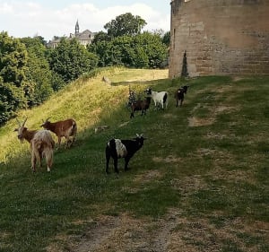 Promenade du château de Coucy le Château - Dominique - 4